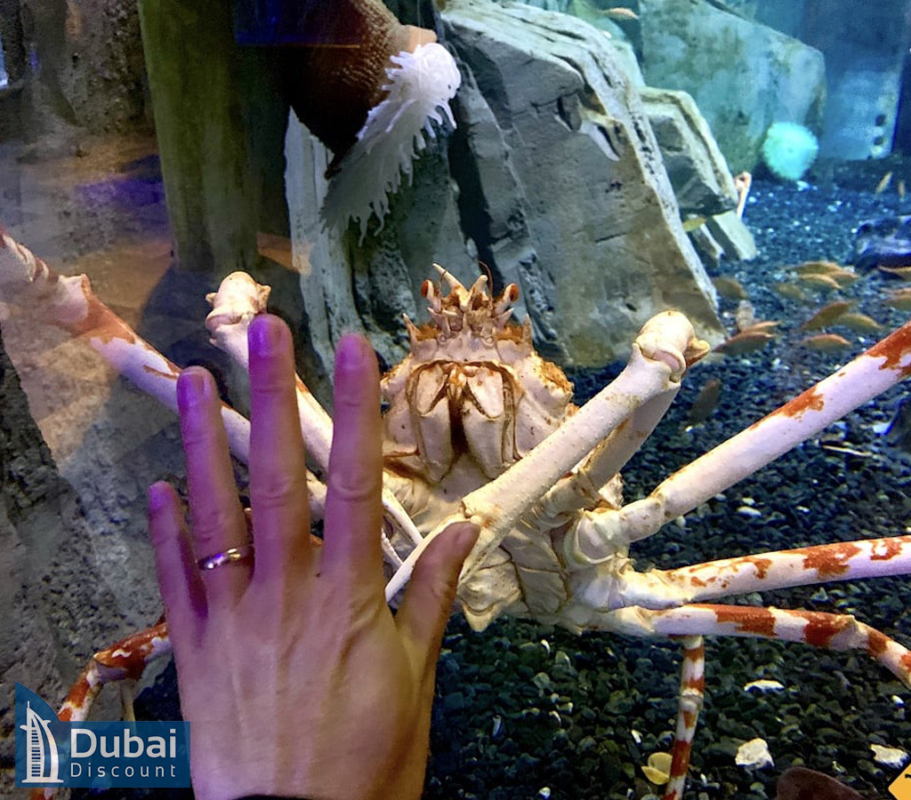 حیوانات شبانه امارات در باغ وحش زیر آب دبی